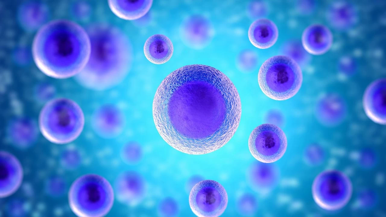 Οι ηλικίες των κυττάρων του οργανισμού μας – Ποια είναι τα γηραιότερα;